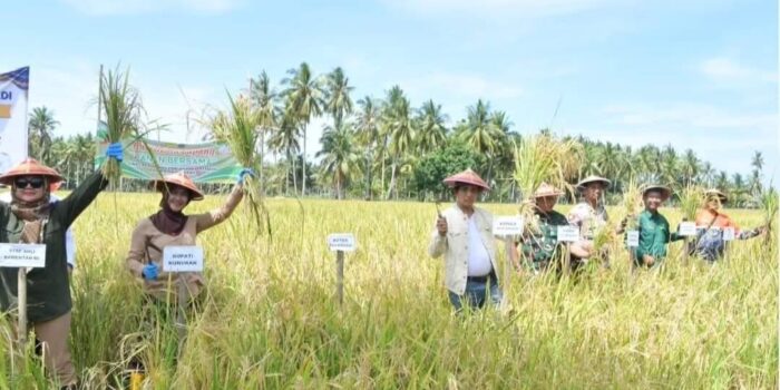 Panen Raya Bersama Staf Ahli Kementan RI, Bupati Laura : Kemaren Saya yang Tanam dan Sekarang Saya yang Panen Juga