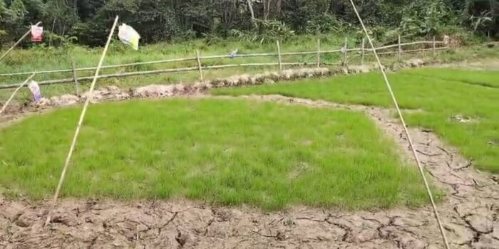 Kekeringan Landa Krayan Selatan, Camat Sebut Bibit Padi Mulai Kering, Warga Terancam Gagal Tanam