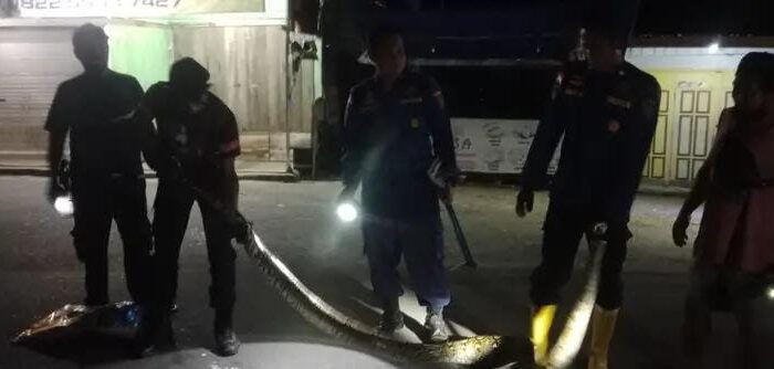 Ular Piton 3,5 Meter Masuk Plafon Rumah Warga Nunukan, Dievakuasi Petugas Damkar
