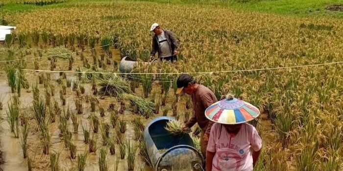 Antisipasi Dini Gangguan Pertanian, Pemkab Nunukan Perkuat Pemantauan di Krayan