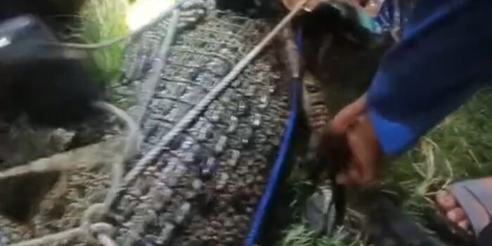 Warga Nunukan Diserang Buaya di Belakang Rumah, Selamat Setelah Pukul Mata Hewan Buas