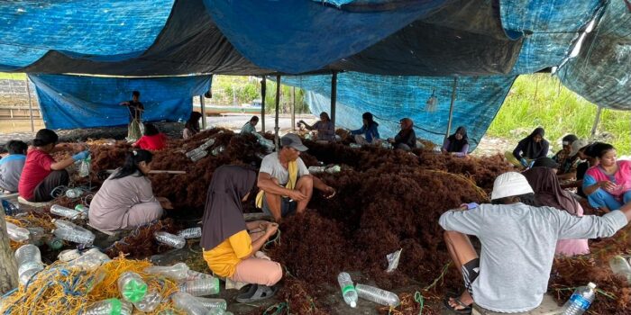 SRG Mansapa Kembali Aktif Pemkab Nunukan Perkuat Perlindungan Petani Rumput Laut