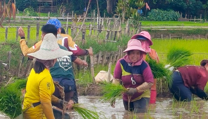 Pemkab Nunukan Perkuat Ketahanan Pangan, Dorong Masyarakat Optimalkan Lahan Pertanian