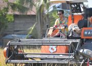 Bupati Irwan Sabri Dampingi Petani Panen, Bukti Nyata Dukungan Pemda Nunukan