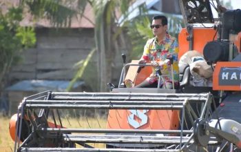 Bupati Irwan Sabri Dampingi Petani Panen, Bukti Nyata Dukungan Pemda Nunukan