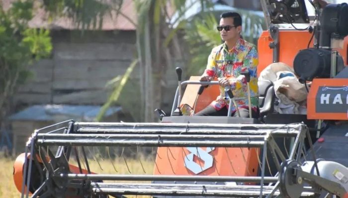 Bupati Irwan Sabri Dampingi Petani Panen, Bukti Nyata Dukungan Pemda Nunukan