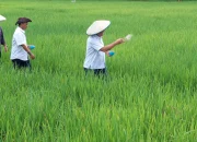 DPRD Kaltara Soroti Pengawasan Distribusi Pupuk Subsidi untuk Petani