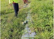 Panen Perdana 1,5 Ton Semangka, Petani SP 5 Sebakis Dorong Pengembangan Hortikultura