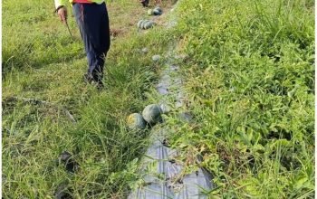 Panen Perdana 1,5 Ton Semangka, Petani SP 5 Sebakis Dorong Pengembangan Hortikultura