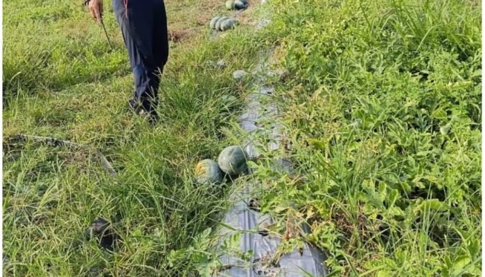 Panen Perdana 1,5 Ton Semangka, Petani SP 5 Sebakis Dorong Pengembangan Hortikultura