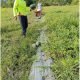 Panen Perdana 1,5 Ton Semangka, Petani SP 5 Sebakis Dorong Pengembangan Hortikultura